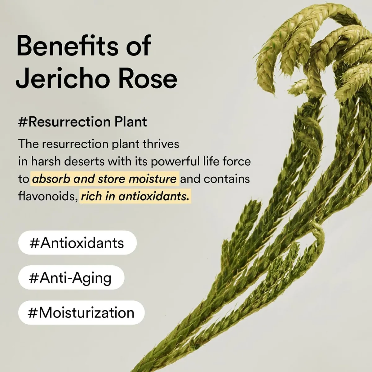 Abib Collagen eye patch Jericho rose jelly – photo 4